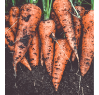 60 Litre - Carrot & Parsnip Special Compost - Pallet Deals