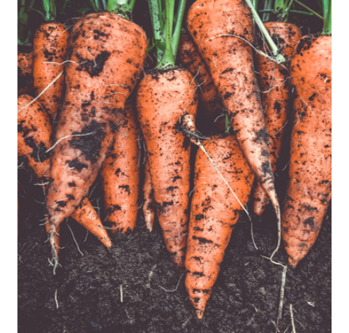 60 Litre - Carrot & Parsnip Special Compost 
