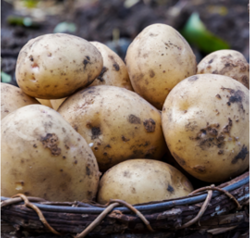 80 Litre - Potato Special Compost - Pallet Deals
